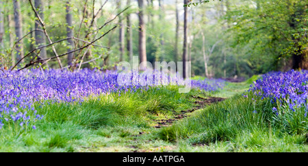 Hyacinthoides non scripta. Bluebells and pathway through English wood in springtime. Bucknell woods, Northamptonshire. UK Stock Photo