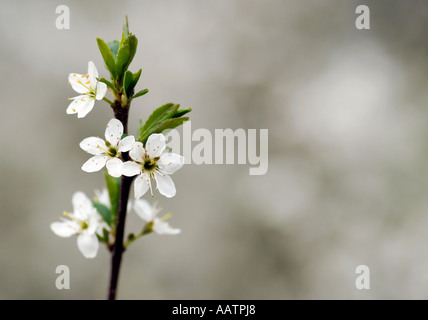 Crataegus monogyna. Hawthorn flower blossom on the end of a twig Stock Photo