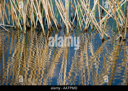Phragmites australis. Reed bed reflected in water on a nature reserve in England Stock Photo
