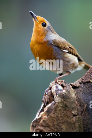 Robin standing on old tree stump looking up Stock Photo
