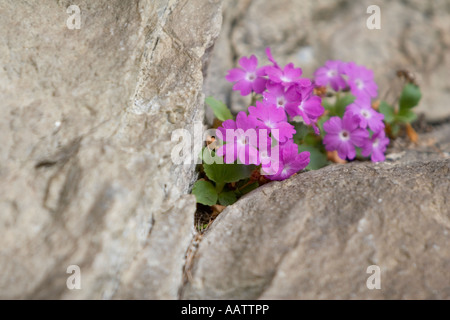 Least Primrose (Primula minima) of the Primulaceae family Stock Photo