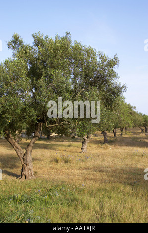 vertical row line of olive trees on farmland in hammamet tunisia Stock Photo
