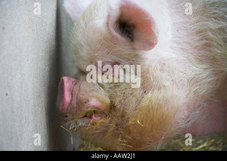 'Middle White' Pig at 'Burpham Court Farm' for 'Rare Breeds' Stock Photo