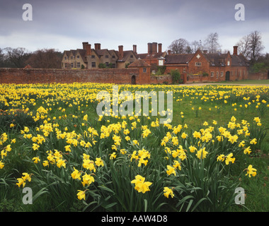 Daffodils at Packwood House Warwickshire Stock Photo