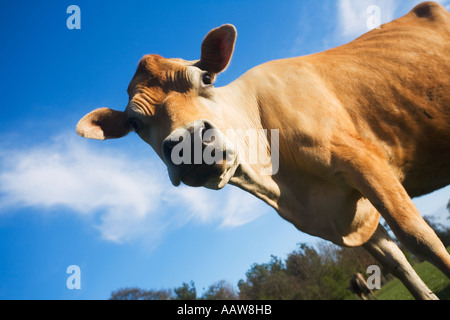 Blue sky with sun and clouds. With lens flare effect Stock Photo - Alamy