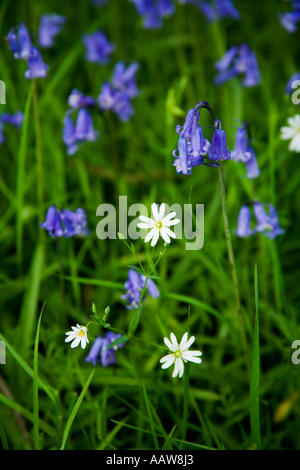 Bluebells Hyacinthoides non-scriptus and  Greater Stitchwort Stellaria Holostea in english woodland England UK United Kingdom GB Stock Photo