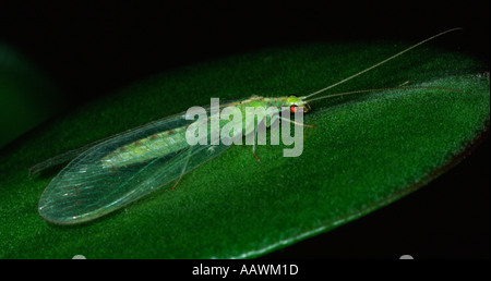 Green lacewing Stock Photo