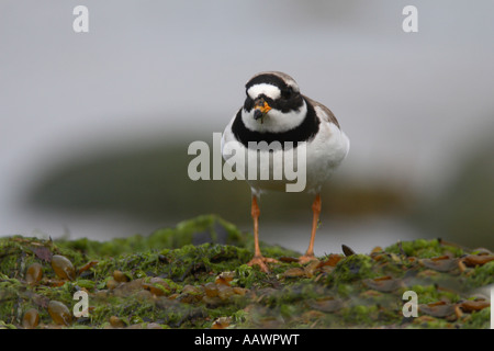 RINGED PLOVER CHARADRIUS HIATICULA MALE STANDING FV Stock Photo