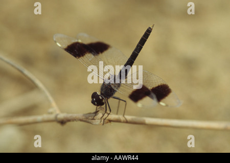 African dragonfly Stock Photo