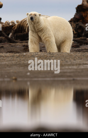 A Polar Bear (Ursus maritimus) forages around a whale carcass near the village of Kaktovik, Arctic National Wildlife Refuge, AK. Stock Photo