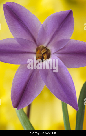 Ipheion 'Froyle Mill' AGM Close up of dusky violet blue star shaped flower. Stock Photo