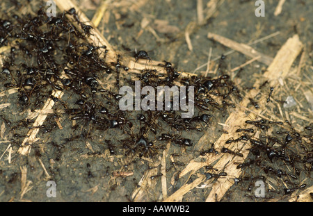 African driver ants Stock Photo