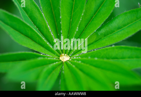 Rain droplets on lupin leaf Stock Photo