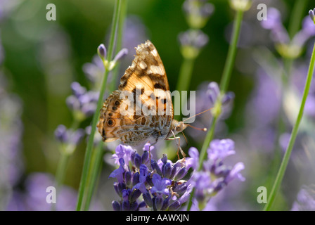 Painted lady (Vanessa cardui) on lavender blossom Stock Photo