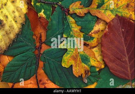 The spectacular colours of autumnal leaves Stock Photo