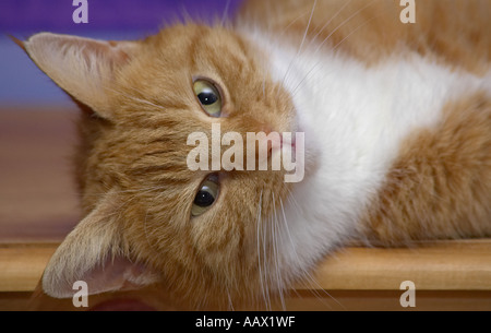 Adult female Ginger cat (Felis catus) lying on her side and staring at the camera Stock Photo