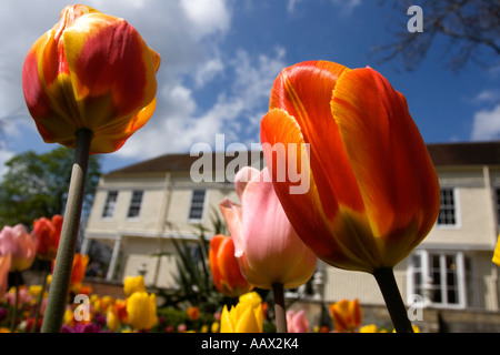 Close-up of tulips in front of Lauderdale House, Waterlow Park, Highgate, London, England, United Kingdom Stock Photo