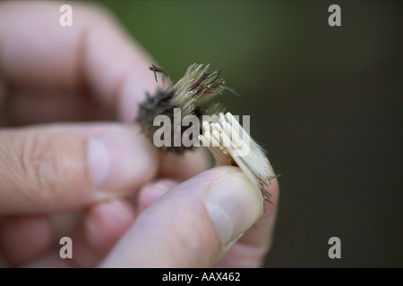 harvesting seeds from an ornamental thistle Stock Photo