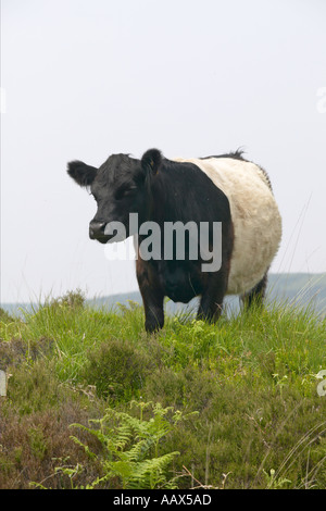 Belted Galloway cow Stock Photo: 62371244 - Alamy