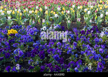 Tulips and violets Stock Photo