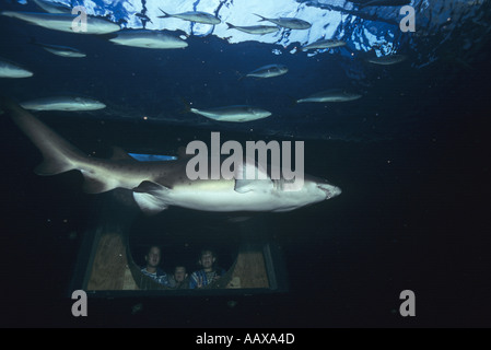 Sand Tiger or Raggie shark at Two Oceans Aquarium in South Africa  Stock Photo