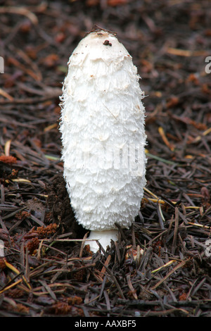 ENGLAND Worcestershire Wyre Forest Shaggy Ink Cap coprinus comatus growing in forestry commission woodland Stock Photo