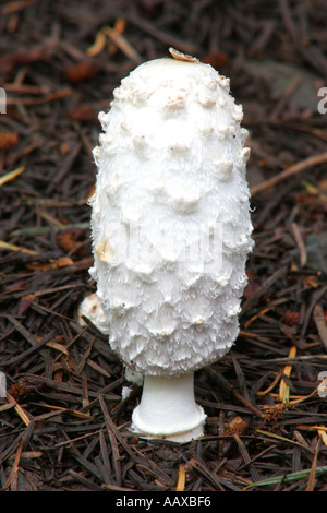 ENGLAND Worcestershire Wyre Forest Shaggy Ink Cap coprinus comatus growing in forestry commission woodland Stock Photo