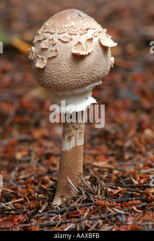 England, Worcestershire Wyre Forest. Autumn shot of un-identified fungi / mushroom / toad stool. Stock Photo