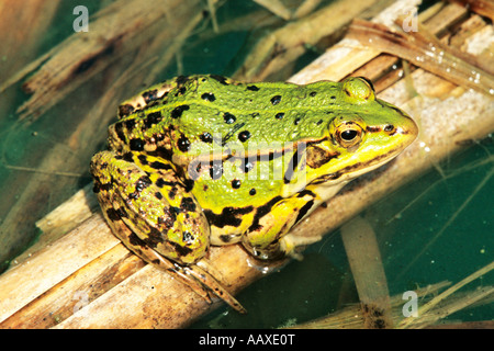 Tiere Amphibien Frosch Wasserfrosch Edible Frog Rana esculenta im Teich Teichfrosch Amphibian Stock Photo