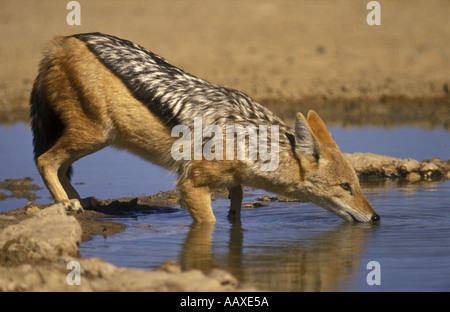 Black backed Jackal drinking from a pool in Etosha National Park Namibia south west Africa Stock Photo