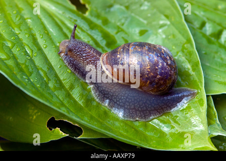 Common garden snail Helix aspersa on Hosta leaf Stock Photo