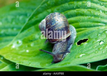 Common garden snail Helix aspersa on Hosta leaf Stock Photo