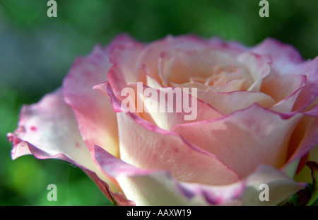 Close-up of Rose flower Stock Photo