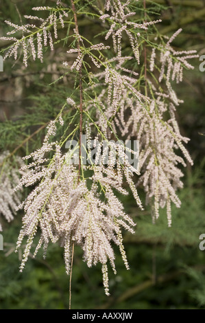 White spring flowers of  saltcedar -  Tamarix odessana or Tamarix ramosissimum Stock Photo