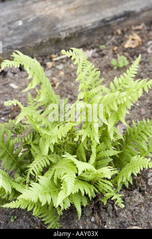 Japanese lady fern or  black lady fern - Lunathyrium japonicum or Athyrium japonicum or  Deparia peterseni, Japan Stock Photo