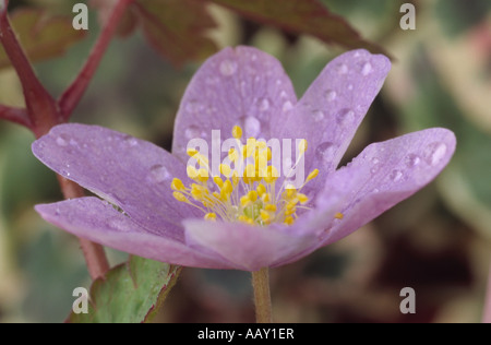 Anemone nemorosa 'Bowles' Purple' (Windflower, Wood anemone) Close up of small purple coloured flower with yellow stamens. Stock Photo