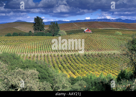 red barn in golden vineyards with storm clouds during autumn in Napa Valley California and Carneros Creek wine region Stock Photo