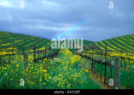 rainbow over wine vineyards in Napa County Careneros Creek California in spriingtime showing mustard flowers in bloom Stock Photo