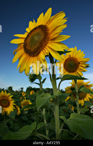 Close up of a sunflower in a field of flowers blue sky frames in Pontiac Quebec Canada Stock Photo