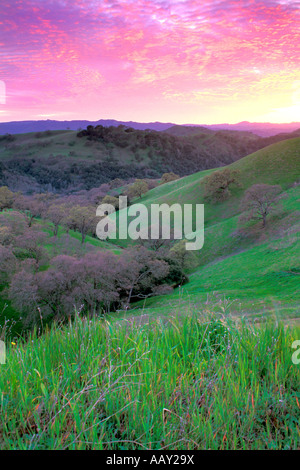 Green Valley in Springtime showing green grasses in Mount Diablo State Park in California foothills vertical Stock Photo