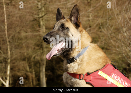 Rescue dog Young mountain rescue Belgian Shepherd dog awaits to be trained Galloway Scotland UK Stock Photo