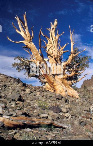 ancient oldest Bristlecone Pine Tree in the high altitude of the White Mountains in California horizontal Stock Photo