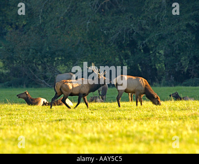Bull and Cow Roosevelt Elk (Cervus elaphus roosevelti) Engaged in Courtship Behavior at Jewell Meadows, Oregon, USA Stock Photo