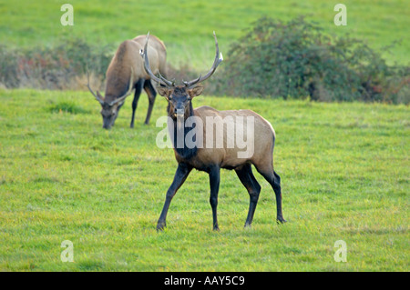 Bull Roosevelt Elk (Cervus elaphus roosevelti) at Jewell Meadows, Oregon, USA Stock Photo