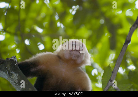 White-faced Capuchin Monkey (Cebus capucinus) Growling in Tree Stock Photo