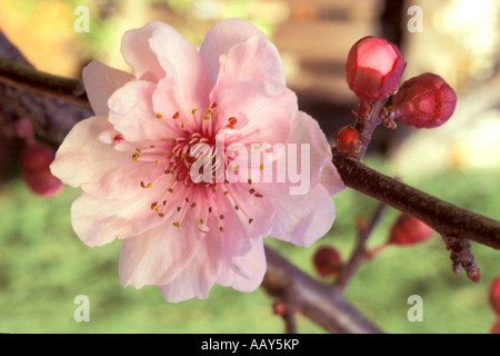 Plum Blossom Blossoming fruit orchard California Central Valley horizontal Stock Photo