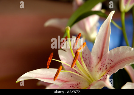 Pink stargazer Lily Stock Photo