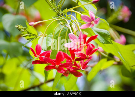 19 04 07 Sabang Palawan Philippines Photo Simon Grosset Stock Photo