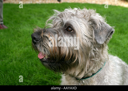 sitting Irish Glen of Imaal Terrier Stock Photo - Alamy