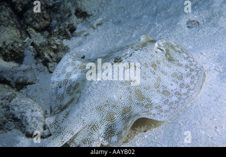 Yellow Stingray (Urolophus jamaicensis) covered with sand on the ocean floor, Paraiso, Cozumel Island, Mexico. Stock Photo